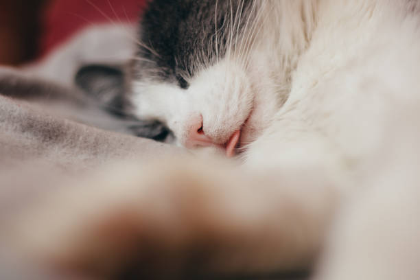 istock Cat sleep with tongue out 1195262790