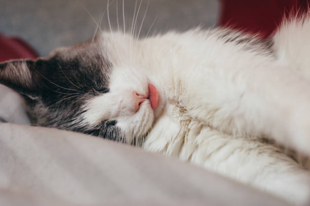 istock Cat sleep with tongue out 1195262846