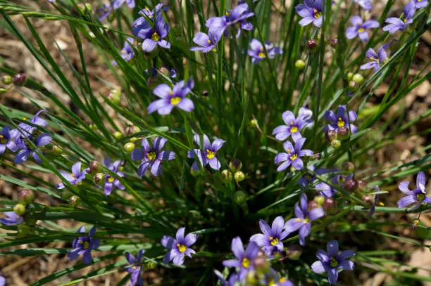 Little blue-eyed grass, Sisyrinchium montanum
