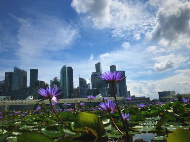 istock Water lilies by the skyline 1195263653