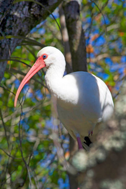 biały ibis w big cypress swamp natural preserve na florydzie - big cypress zdjęcia i obrazy z banku zdjęć