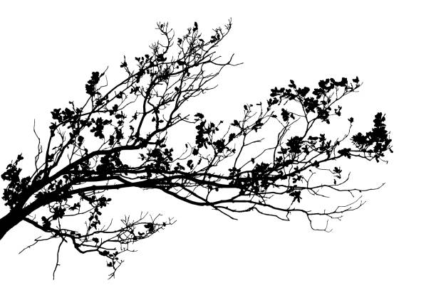 ilustrações de stock, clip art, desenhos animados e ícones de realistic oak tree branches silhouette on white background (vector illustration). - hofmann