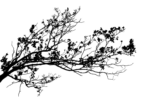 Realistic oak tree branches silhouette on white background (Vector illustration).Eps 10