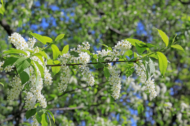 bird cherry blossoms in spring bird cherry blossoms in spring padus avium stock pictures, royalty-free photos & images