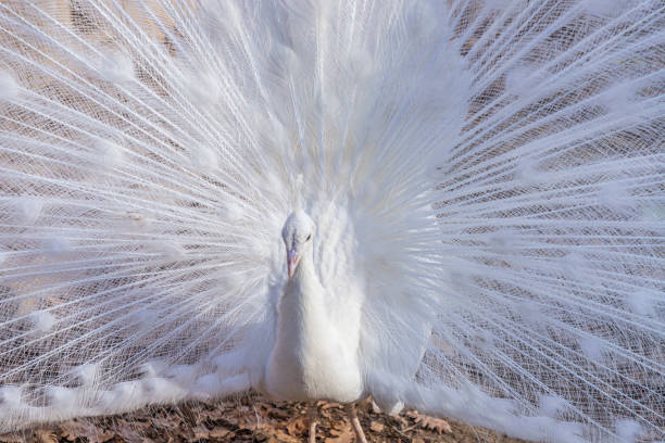 尾羽を表示する白い孔雀の肖像(パボ・クリブステータス) - ostrich feather animal head concepts ストックフォトと画像