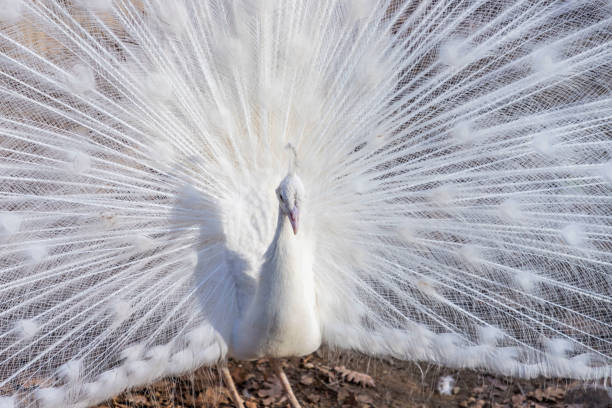 尾羽を表示する白い孔雀の肖像(パボ・クリブステータス) - ostrich feather animal head concepts ストックフォトと画像