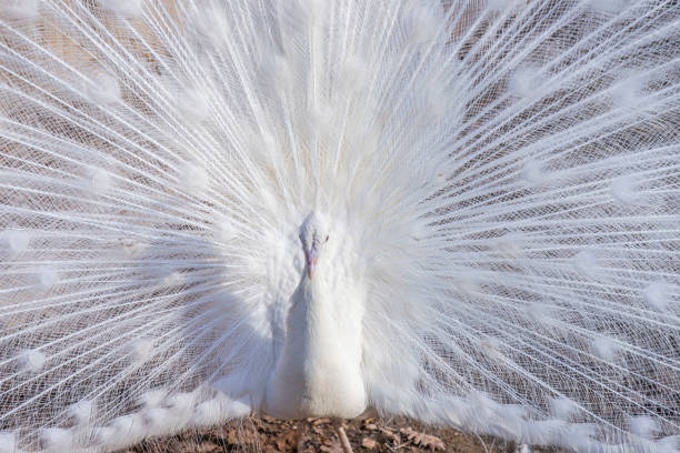 尾羽を表示する白い孔雀の肖像(パボ・クリブステータス) - ostrich feather animal head concepts ストックフォトと画像