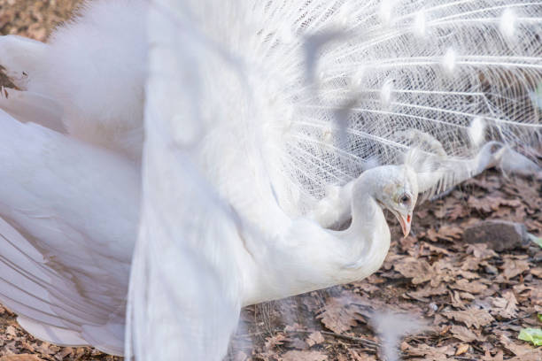 尾羽を表示する白い孔雀の肖像(パボ・クリブステータス) - ostrich feather animal head concepts ストックフォトと画像