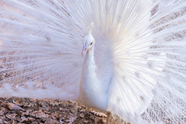 尾羽を表示する白い孔雀の肖像(パボ・クリブステータス) - ostrich feather animal head concepts ストックフォトと画像