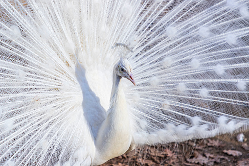 Portrait of a white peacock (pavo cristatus) displaying tail feathers ( Albino)