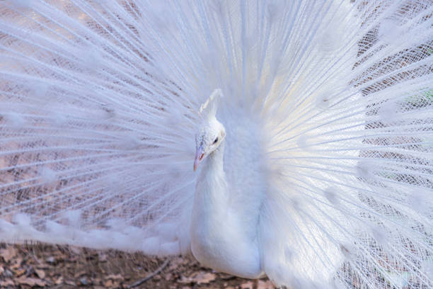 尾羽を表示する白�い孔雀の肖像(パボ・クリブステータス) - ostrich feather animal head concepts ストックフォトと画像