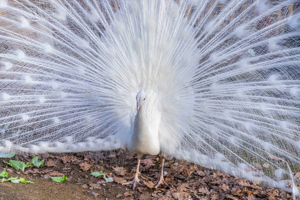 尾羽を表示する白い孔雀の肖像(パボ・クリブステータス) - ostrich feather animal head concepts ストックフォトと画像