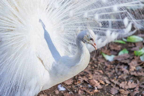 尾羽を表示する白い孔雀の肖像(パボ・クリブステータス) - ostrich feather animal head concepts ストックフォトと画像