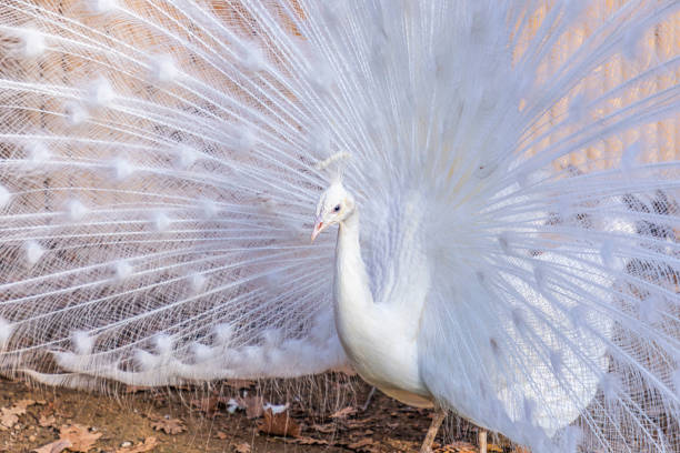 尾羽を表示する白い孔雀の肖像(パボ・クリブステータス) - ostrich feather animal head concepts ストックフォトと画像