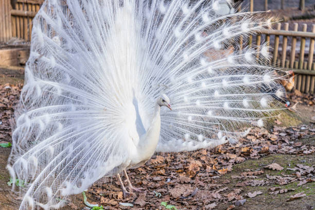 尾羽を表示する白い孔雀の肖像(パボ・クリブステータス) - ostrich feather animal head concepts ストックフォトと画像