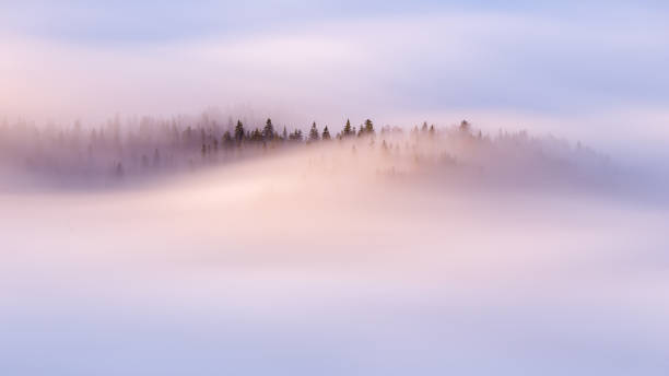 istock Slow moving clouds over the pine forest in the German alps - long exposure 1195269942