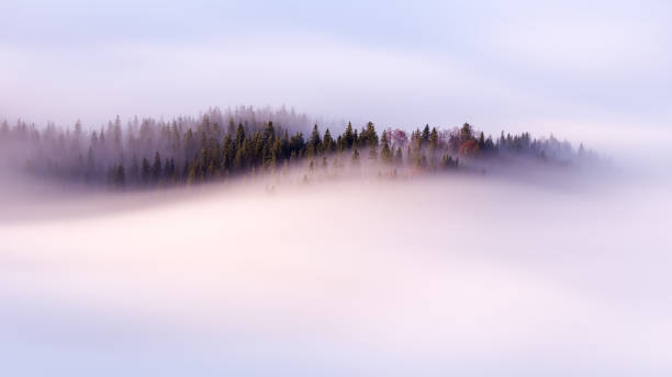 nubes lentas sobre el bosque de pinos en los alpes alemanes - niebla fotografías e imágenes de stock