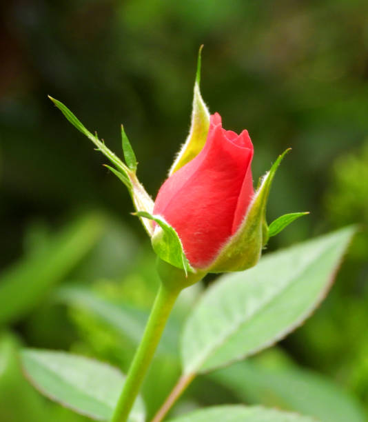 istock Blooming red rose bud close up. 1195269982
