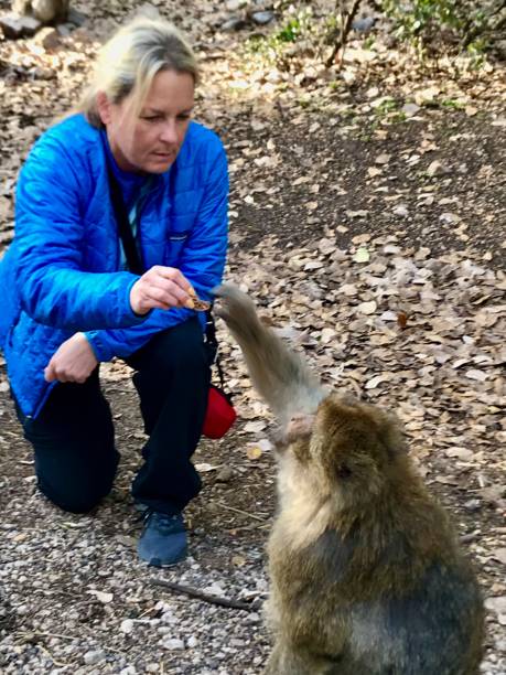 solo traveler karmienia barbary ape - animal ape monkey bonding zdjęcia i obrazy z banku zdjęć