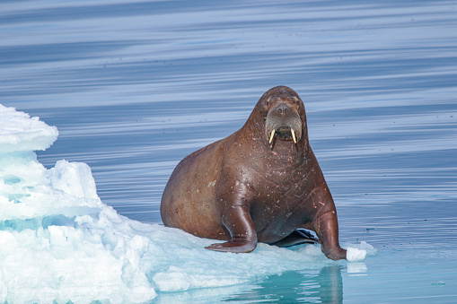 A curious walrus keeps a close watch