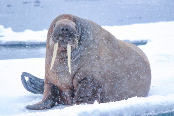 walrus among the snow - 2281 imagens e fotografias de stock