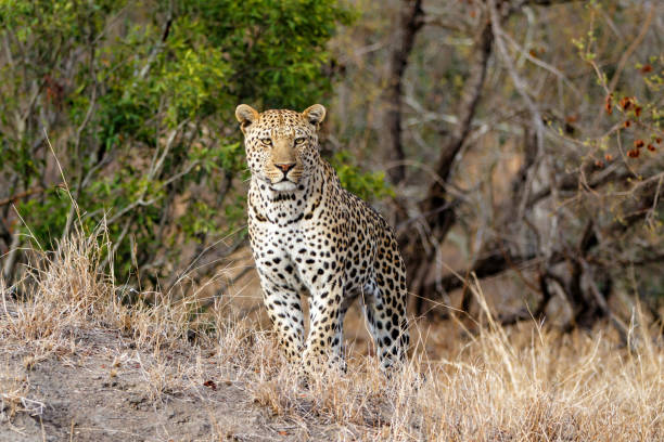 istock Male leopard in Sabi Sands 1195273409