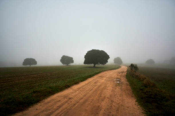 Holm oak forest in fog in winter in Castilla_España