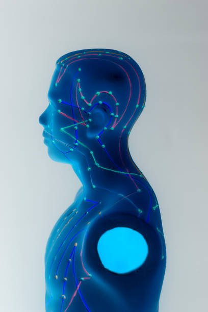 istock Medical acupuncture model of human 1195275113
