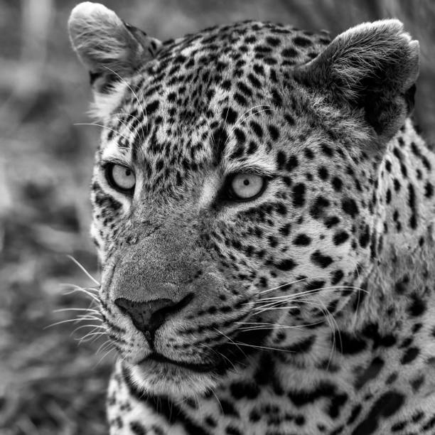 istock Ravenscourt Male Leopard 1195275174