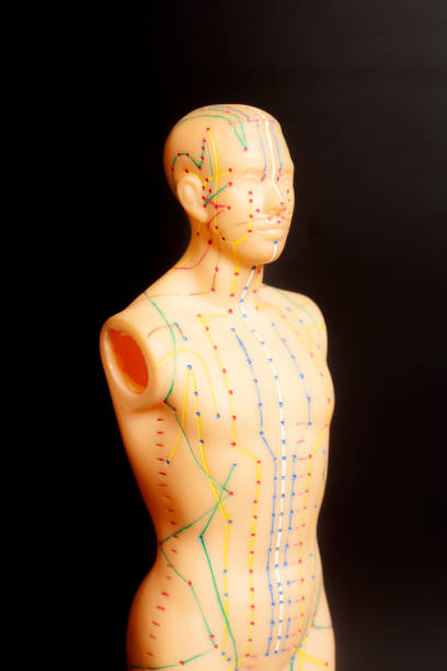 istock Medical acupuncture model of human 1195275190