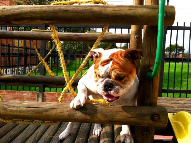 istock Bulldog on the playground 1195275216