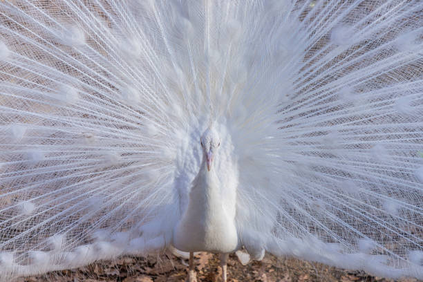 尾羽を表示する白い孔雀の肖像(パボ・クリブステータス) - ostrich feather animal head concepts ストックフォトと画像