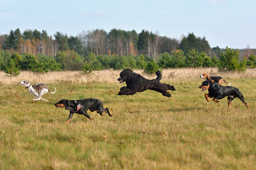 Group of dogs running across the autumn field during on a coursing training