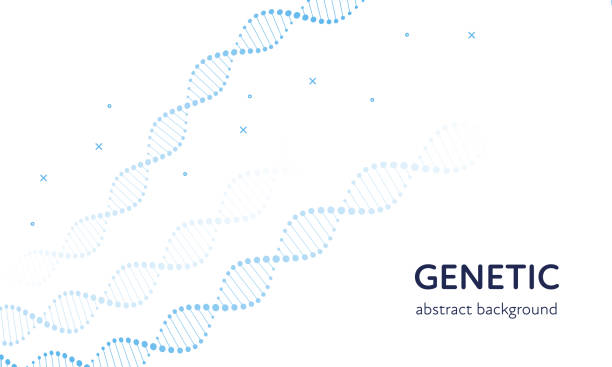 Vector genetic abstract banner template. Blue color gene DNA spiral on white background. Design element for education, healthcare, medicine, science, clinic, experiment, therapy, research Vector genetic abstract banner template. Blue color gene DNA spiral on white background. Design element for education, healthcare, medicine, science, clinic, experiment, therapy, research gene therapy stock illustrations