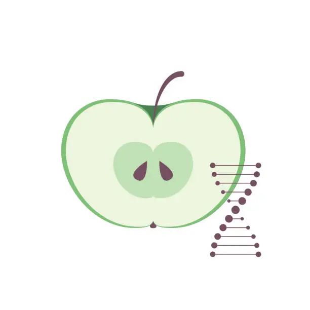 Vector illustration of Vector scientific design element. Green slice of apple with DNA symbol. Concept about genetic modification. Design for science education materials, poster, banner, presentation, web.