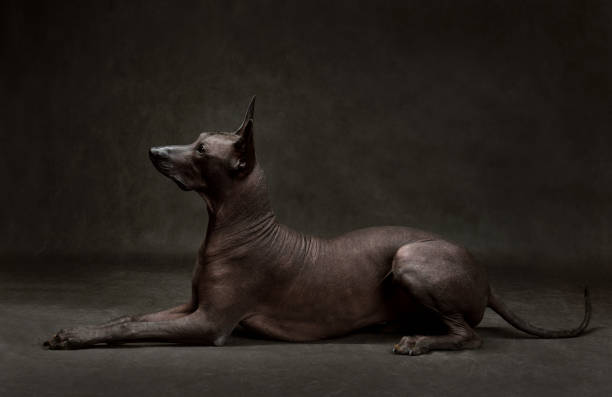 Lying standart Xoloitzcuintli