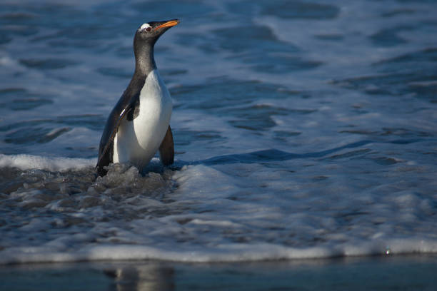 istock Gentoo Penguins coming ashore 1195279619