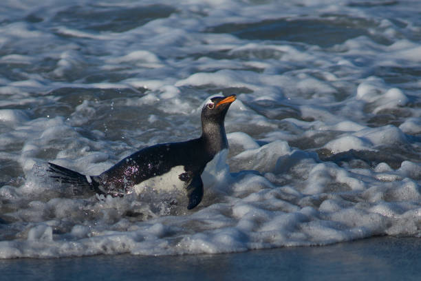 istock Gentoo Penguins coming ashore 1195279681