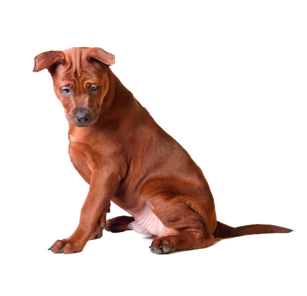 istock Puppy of Thai Ridgeback 1195279713