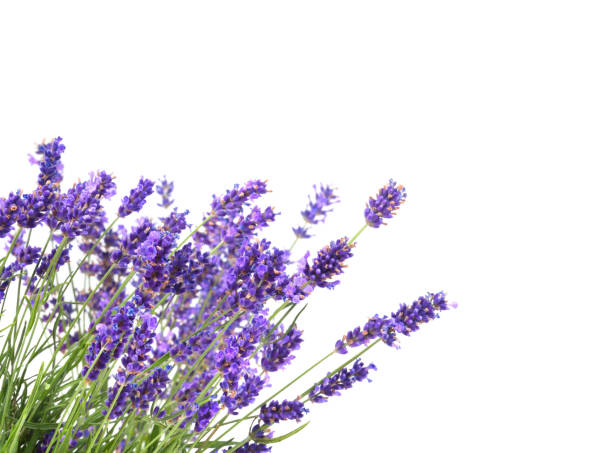istock Bunch of fresh lavender flowers 1195280843