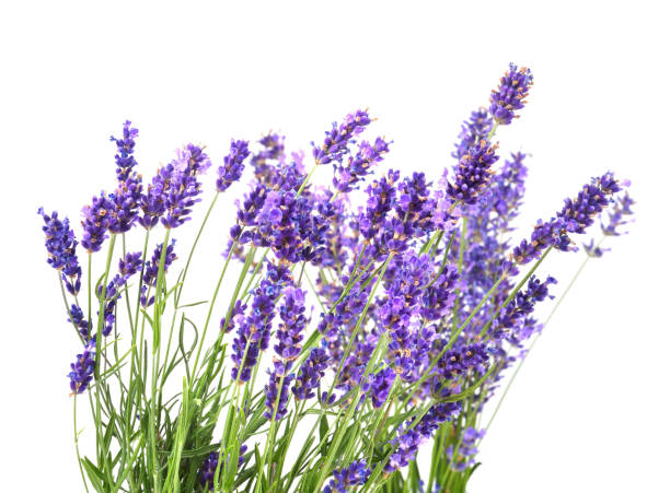 istock Bunch of fresh lavender flowers 1195280866