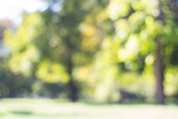 istock City park bokeh background 1195283355