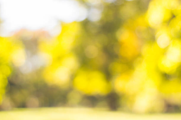 istock City park bokeh background 1195283360
