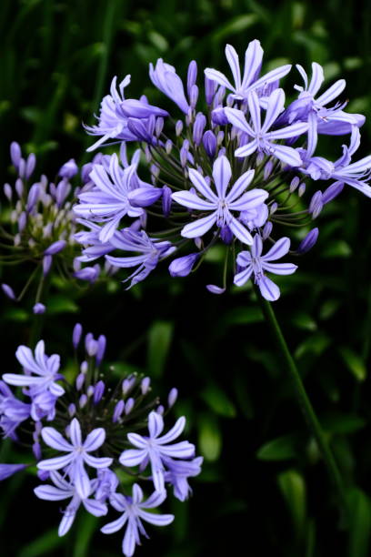 istock Ochid flowers in the garden 1195284348