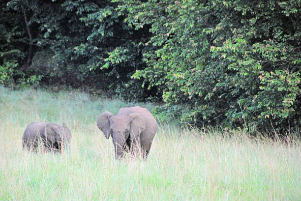 Wonga-Wongue reserve, Ogooué-Maritime, Gabon: elephants in the tall grass on the edge of the forest - mother and calf - African Forest Elephant - Loxodonta cyclotis