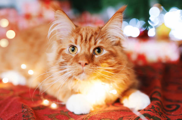 portrait of a beautiful red maine coon cat sitting near a christmas tree on a festive red blanket. cute kitten with white paws looks at the camera. - 4609 imagens e fotografias de stock