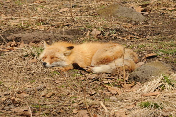 istock Red fox sleeps on the ground 1195288325