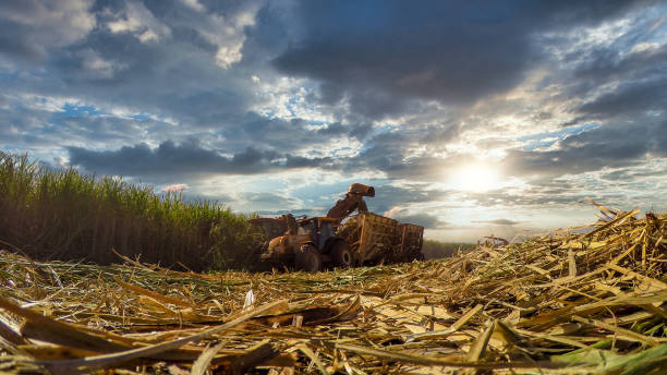 sugar cane hasvest plantation - tractor agricultural machinery agriculture commercial land vehicle imagens e fotografias de stock