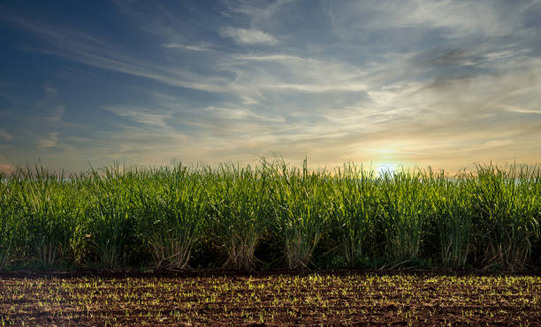 zuckerrohr-plantage-sonnenuntergang - biomasse erneuerbarkeit fotos stock-fotos und bilder