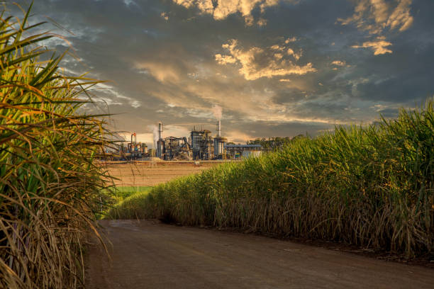 fabrikstruktur der zuckerrohrindustrie - rohstoffverarbeitende fabrik stock-fotos und bilder